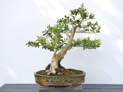 Buchs 2 2025V