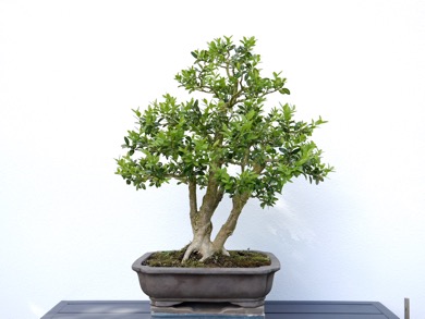 Buchs 1 2025H