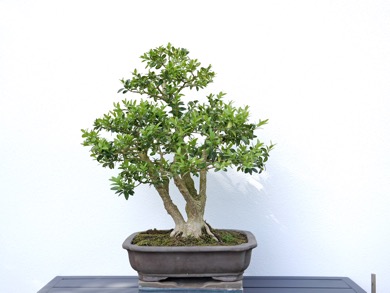 Buchs 1 2025V