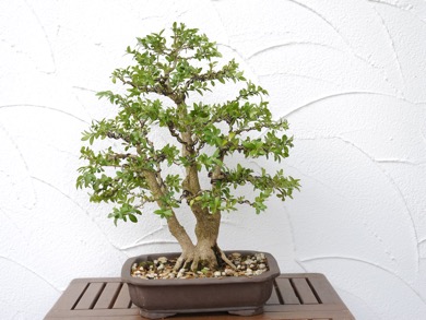 Buchs 1 2026Hb