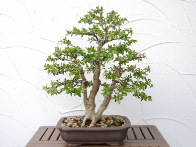 Buchs1 2026Vb
