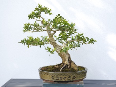 Buchs 2 2025H