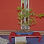 _1130936.JPG